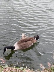 Branta canadensis