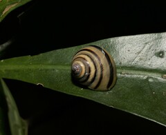 Posorites conscendens
