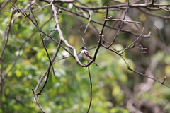 Saxicola stejnegeri