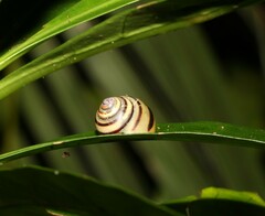 Posorites conscendens