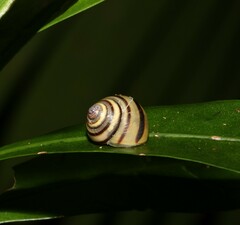 Posorites conscendens