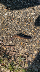 Limax maximus