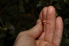 Benthamina alyxifolia