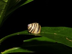 Posorites conscendens