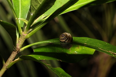 Posorites conscendens