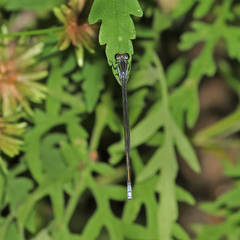 Pseudagrion ignifer