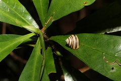 Posorites conscendens