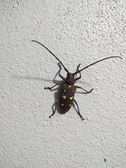 Batocera rubus