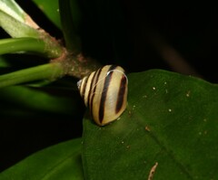 Posorites conscendens