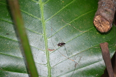 Pseudophyllodromia laticeps
