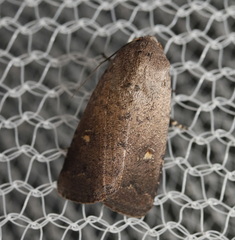 Proteuxoa hypochalchis