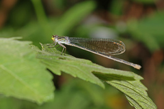 Pseudagrion ignifer