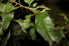 Quintinia verdonii
