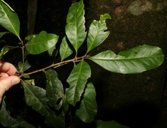 Quintinia verdonii