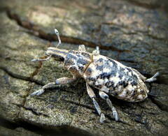 Cyphocleonus dealbatus