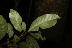 Quintinia verdonii