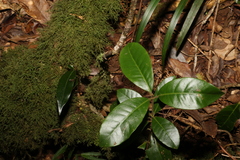 Lenwebbia prominens