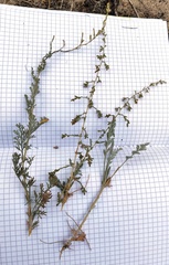 Artemisia schrenkiana
