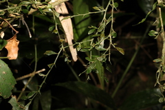 Citrus australasica