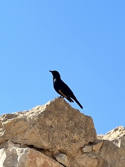 Onychognathus tristramii