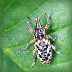 Cyphocleonus dealbatus