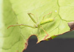 Miagrammopes flavus