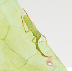Miagrammopes flavus