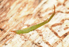 Miagrammopes flavus