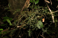 Citrus australasica