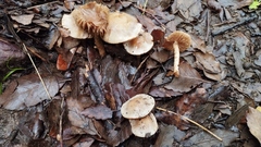 Hebeloma sacchariolens