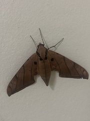 Ambulyx sericeipennis