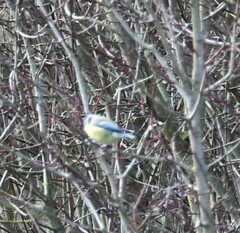 Cyanistes caeruleus