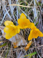 Crocus chrysanthus