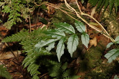 Pandorea baileyana