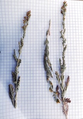 Artemisia schrenkiana
