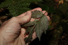 Pandorea baileyana