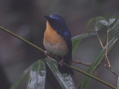 Cyornis whitei