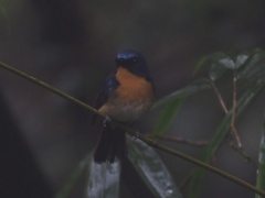 Cyornis whitei