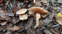 Hebeloma sacchariolens