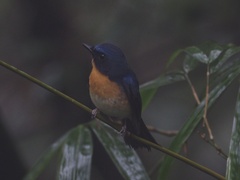 Cyornis whitei