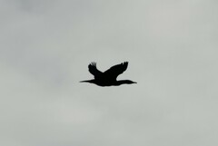 Phalacrocorax carbo