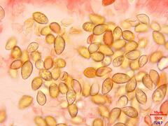 Hebeloma sacchariolens