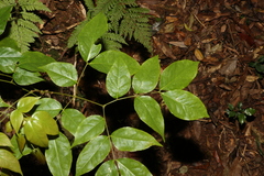 Archidendron grandiflorum