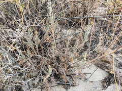 Artemisia schrenkiana