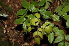 Archidendron grandiflorum