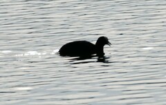 Fulica atra
