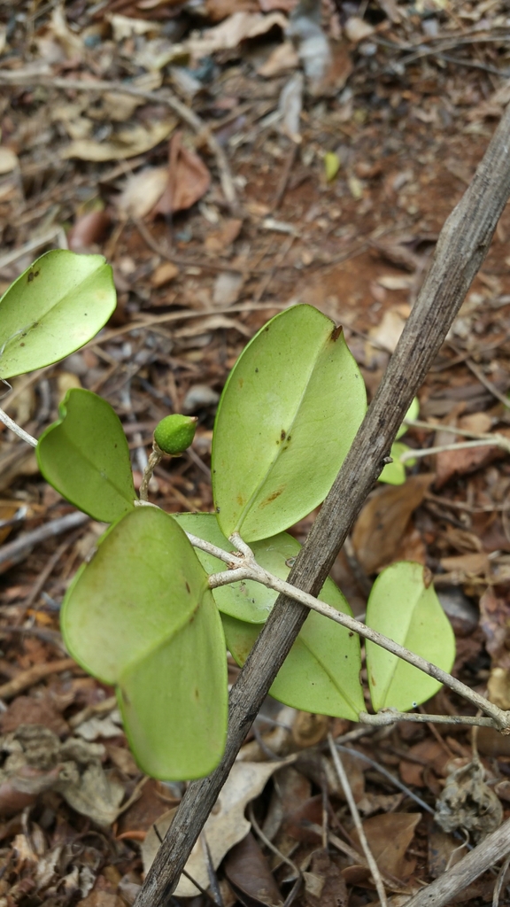 Noronhia crassinodis