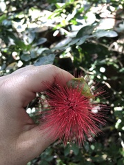 Calliandra