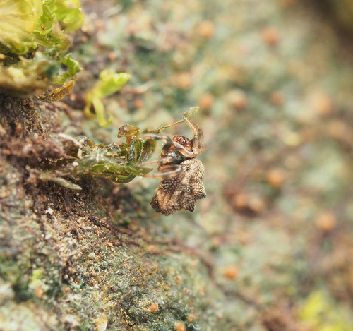 Phoroncidia trituberculata