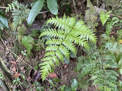 Ctenitis subglandulosa